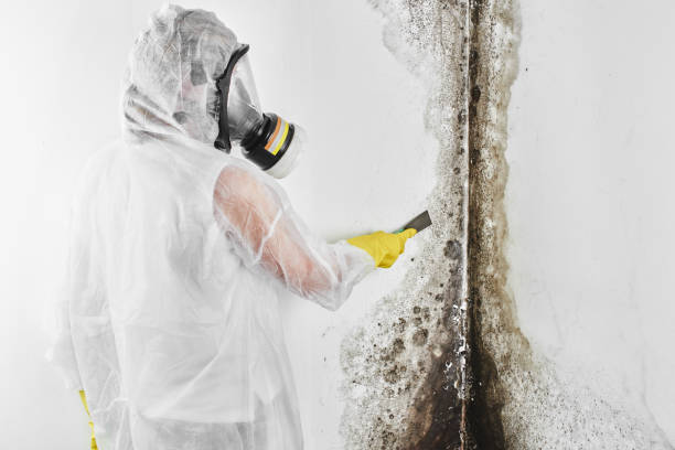 Best Bathroom Mold Remediation in Rden City, GA
