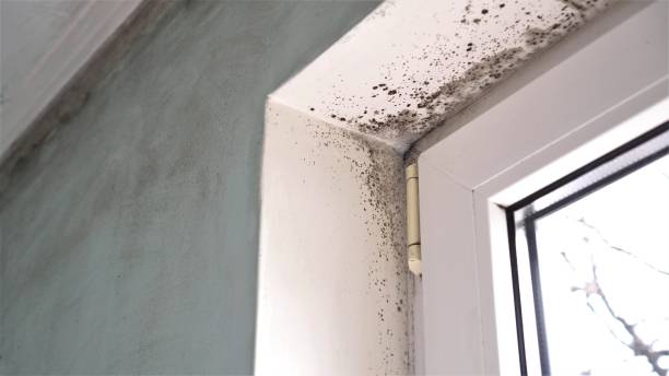 Best DIY Mold Remediation Support Services in Rden City, GA