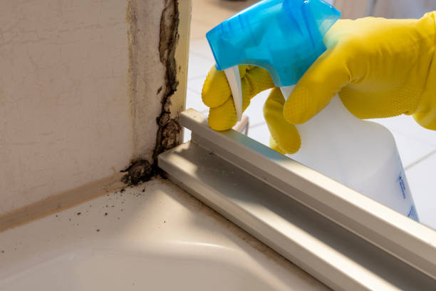 Trusted Garden City, GA Mold Remediation Experts