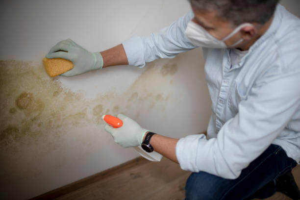 Best Industrial Mold Remediation in Rden City, GA