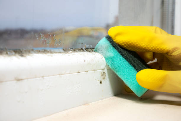 Best Black Mold Remediation in Rden City, GA