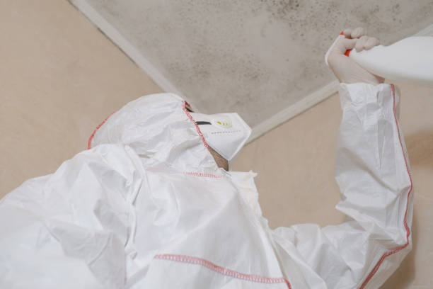  Rden City, GA Mold Removal Pros